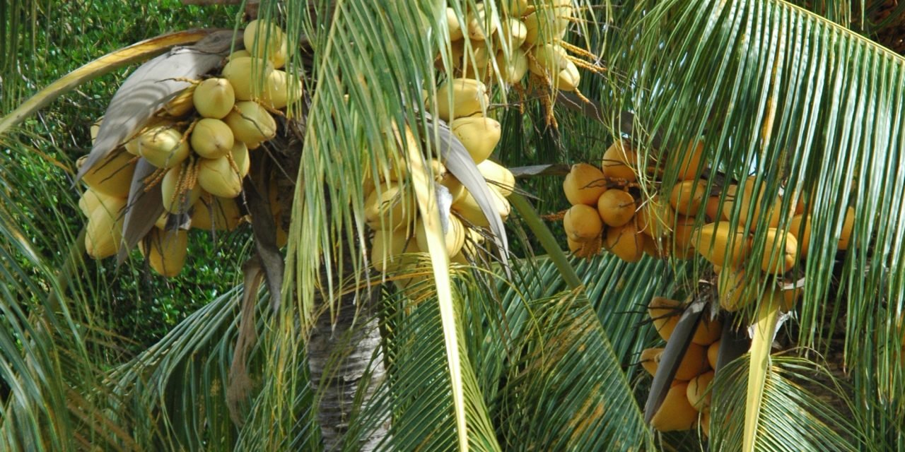 Producten gemaakt van de kokospalm