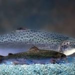 Pas op: er is GMO zalm op de markt