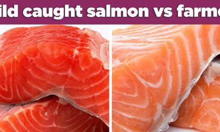Gekweekte zalm valt ook onder ‘junkfood’