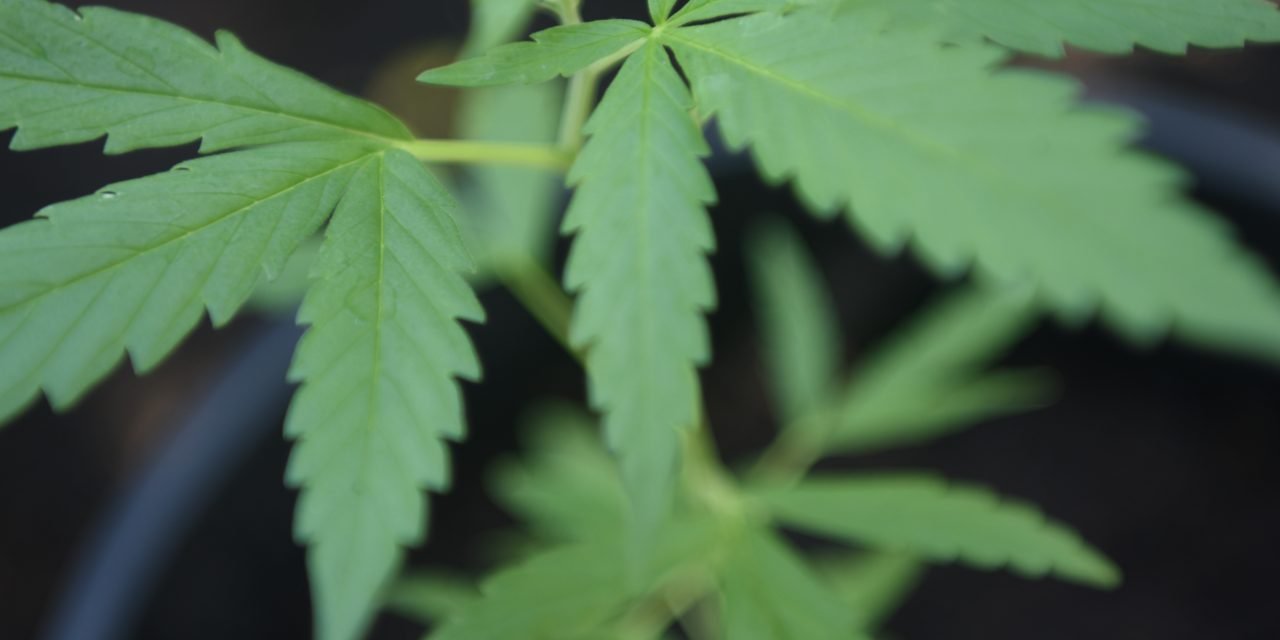 Cannabis, het endocannabidoïde systeem en cannabidoïden