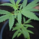 Cannabis, het endocannabidoïde systeem en cannabidoïden