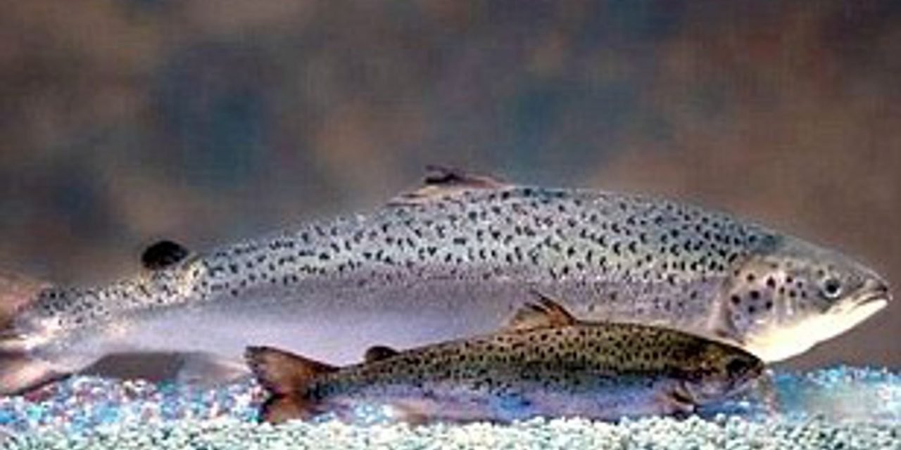 Genetische manipulatie van dieren