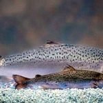 Genetische manipulatie van dieren