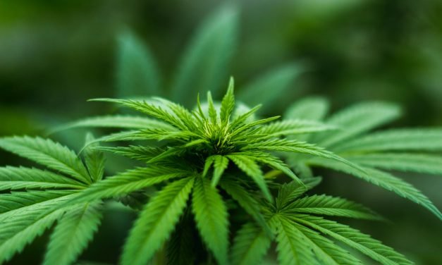 Marihuana, de erfenis uit de hippietijdperk