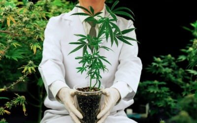 Cannabis, het endocannabidoïde systeem en cannabidoïden