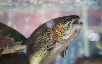 Genetische manipulatie van dieren
