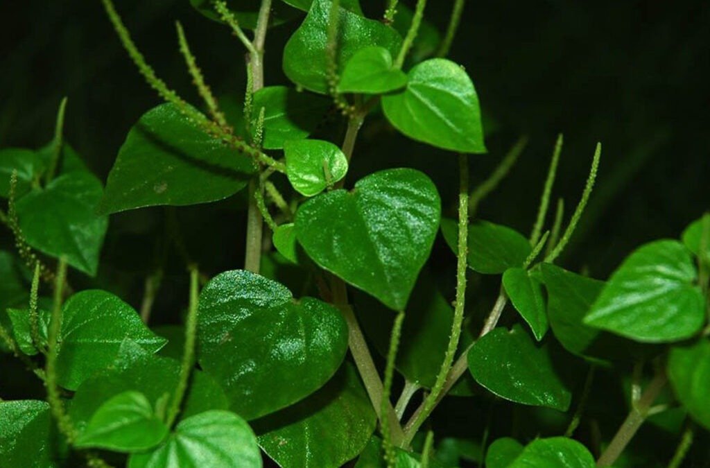 Weer ‘lenga di kachó’ in de tuin