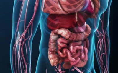 Bepalen de bacteriën in je darmen wat je eet?