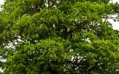 De kracht van de Rode Iep