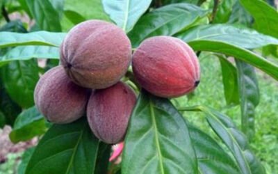 Kankerbestrijdende bessen ontdekt in Australië