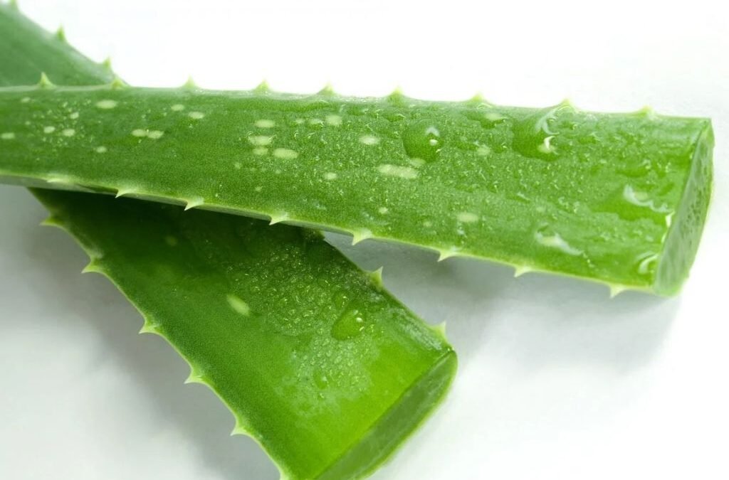 Aloë Vera