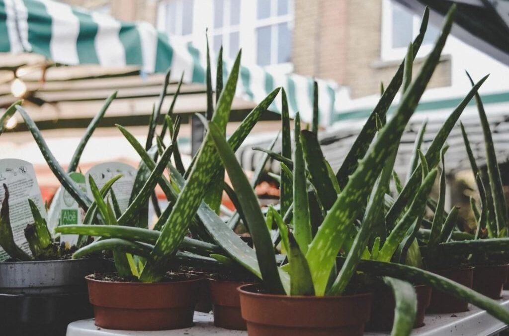 Aloë is een vlezige plant