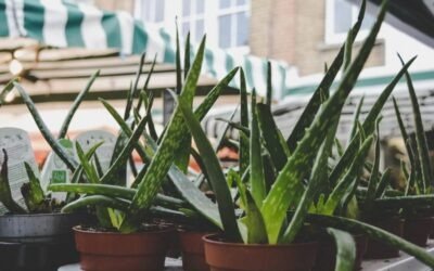 Aloë is een vlezige plant