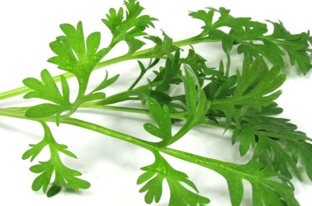 Artemisia Annua of Zomeralsem