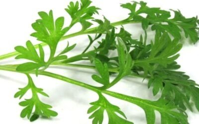 Artemisia Annua of Zomeralsem