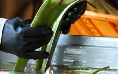De Aloë Vera-Plantage op Curaçao