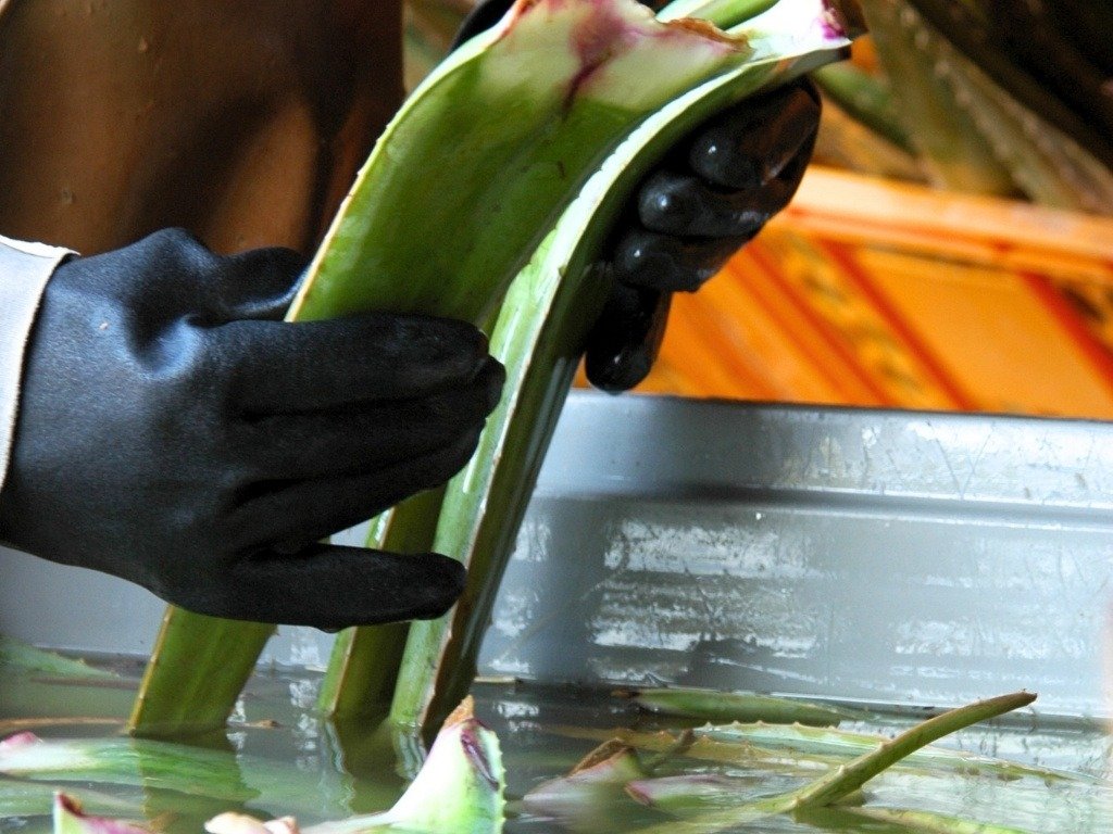 De Aloë Vera-Plantage op Curaçao