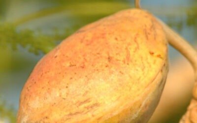 De bijzonderheden van de Terminalia Catappa