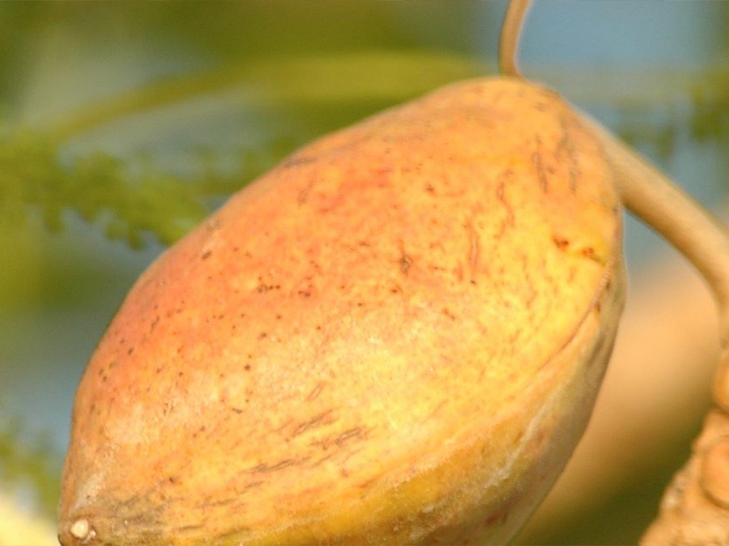 De bijzonderheden van de Terminalia Catappa