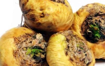 Maca om de hormoonbalans te verbeteren