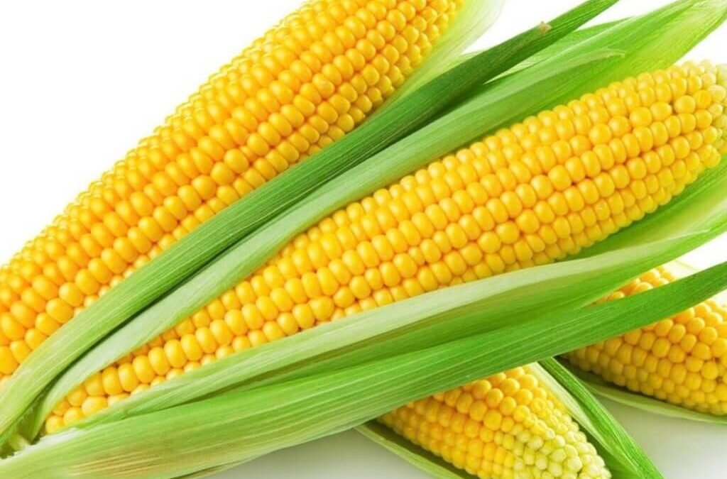 De Exacte Timing voor Zaaien en Kweken