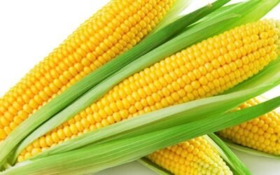 De Exacte Timing voor Zaaien en Kweken