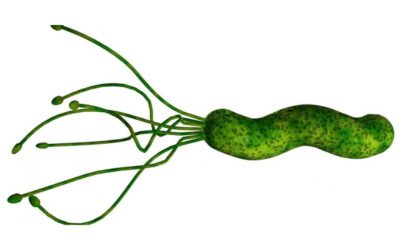 De Helicobacter Pylori anders bekeken