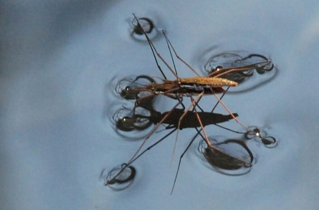 De monstertjes van de regentijd