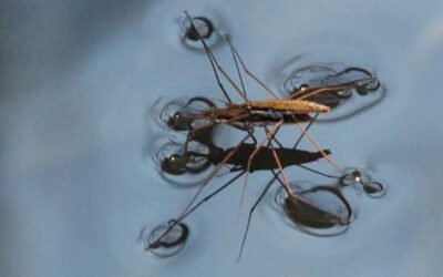 De monstertjes van de regentijd