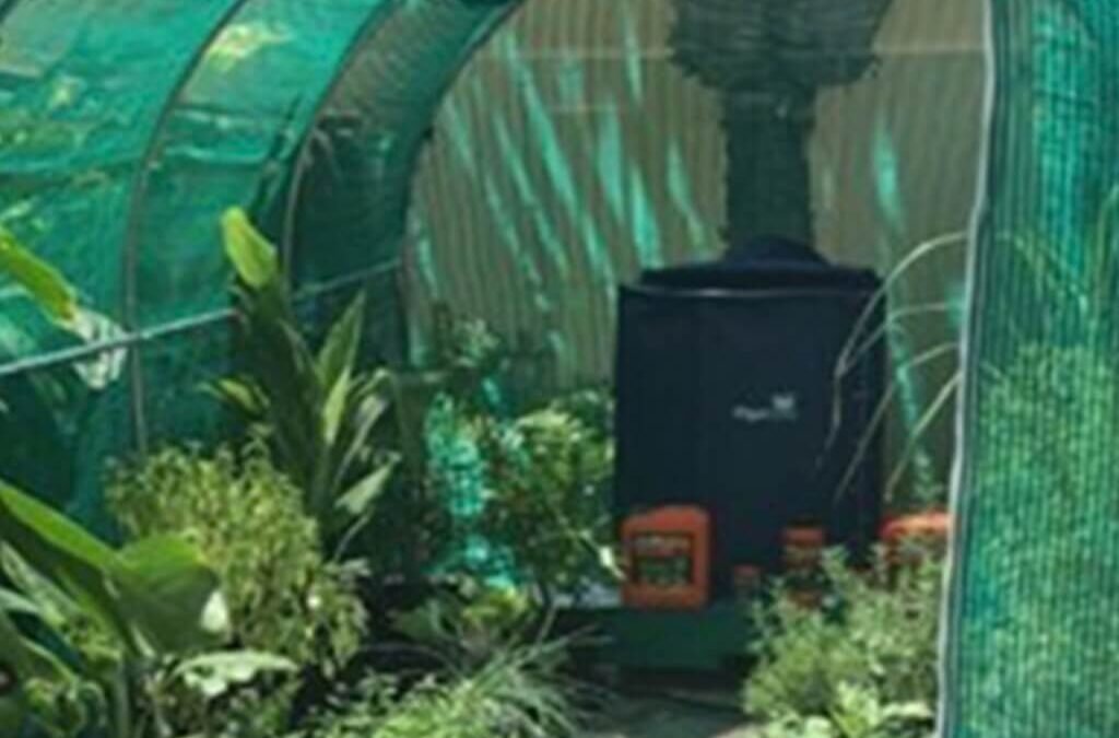 Eigen groenten kweken in de achtertuin