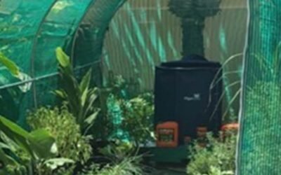 Eigen groenten kweken in de achtertuin