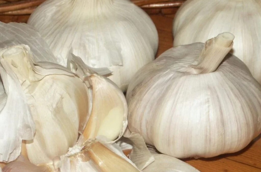 Knoflook, daar zit een gezond luchtje aan