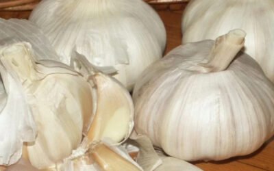 Knoflook, daar zit een gezond luchtje aan