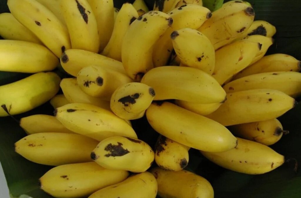 Let’s Go Bananas