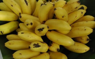 Let’s Go Bananas