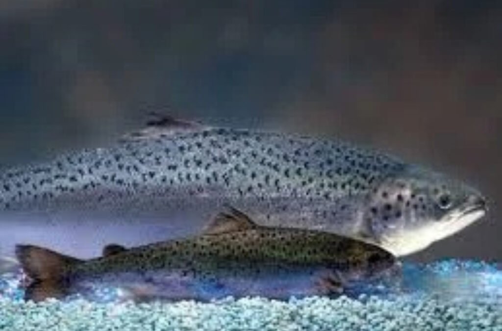Pas op: er is GMO zalm op de markt