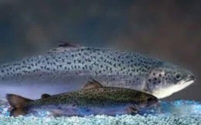 Pas op: er is GMO zalm op de markt