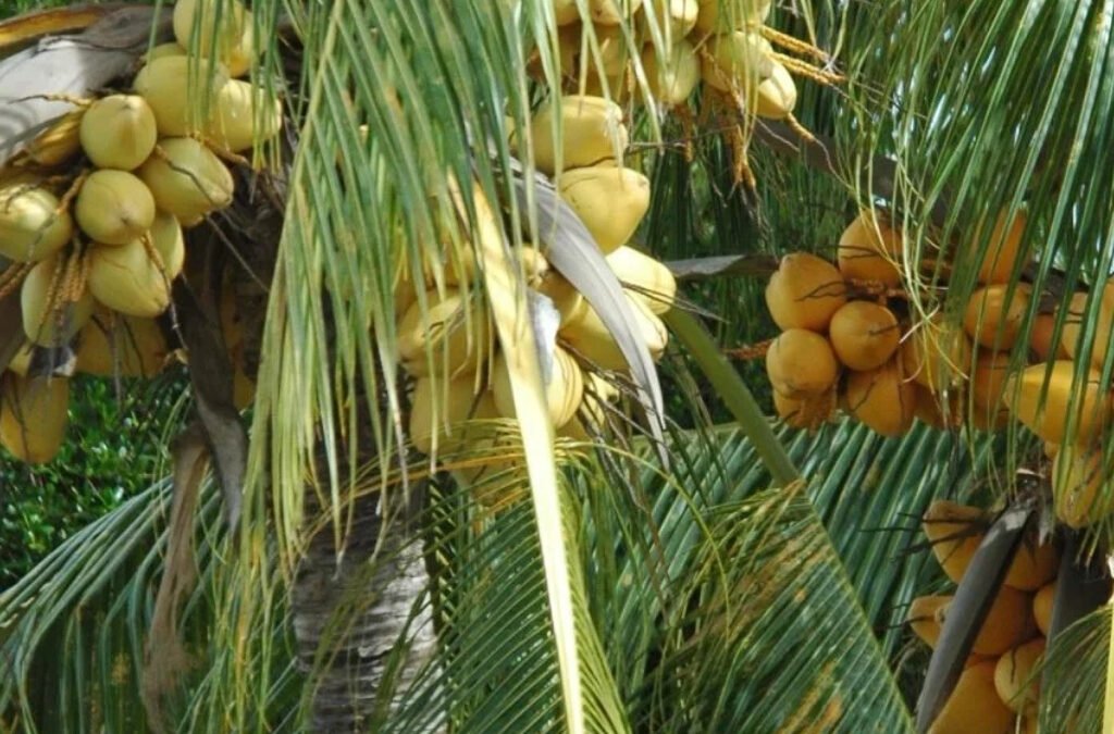 Producten gemaakt van de kokospalm