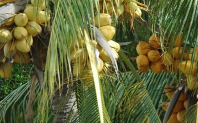 Producten gemaakt van de kokospalm