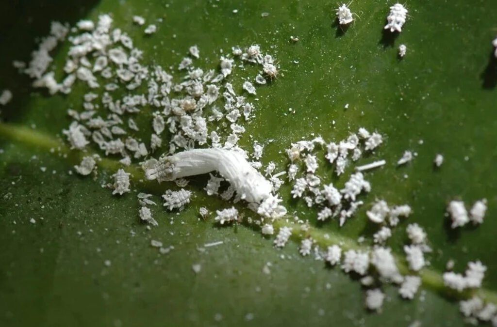 Wat is dat witte spul op mijn planten?
