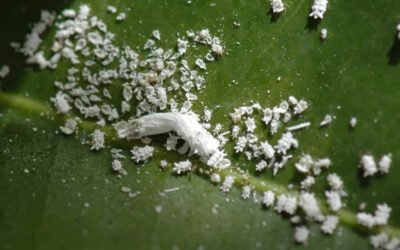 Wat is dat witte spul op mijn planten?