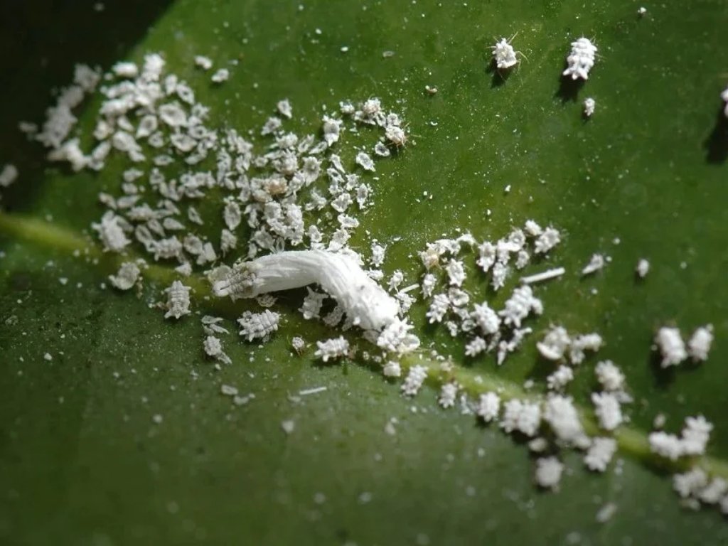 Wat is dat witte spul op mijn planten